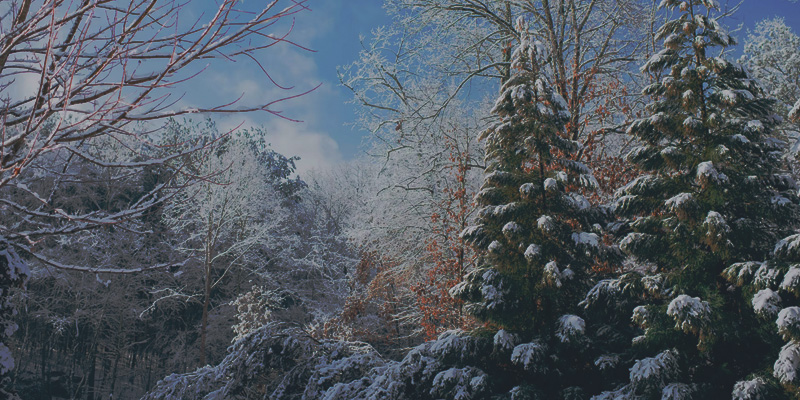 Christmas-Landscape-800x400