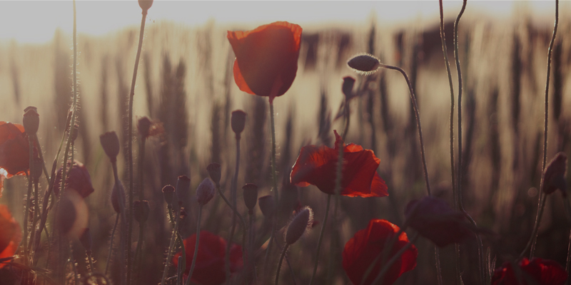 Remembrance-image-800px-01b