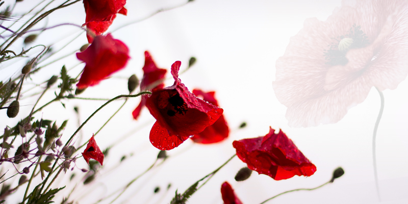 Remembrance-image-800px-02b