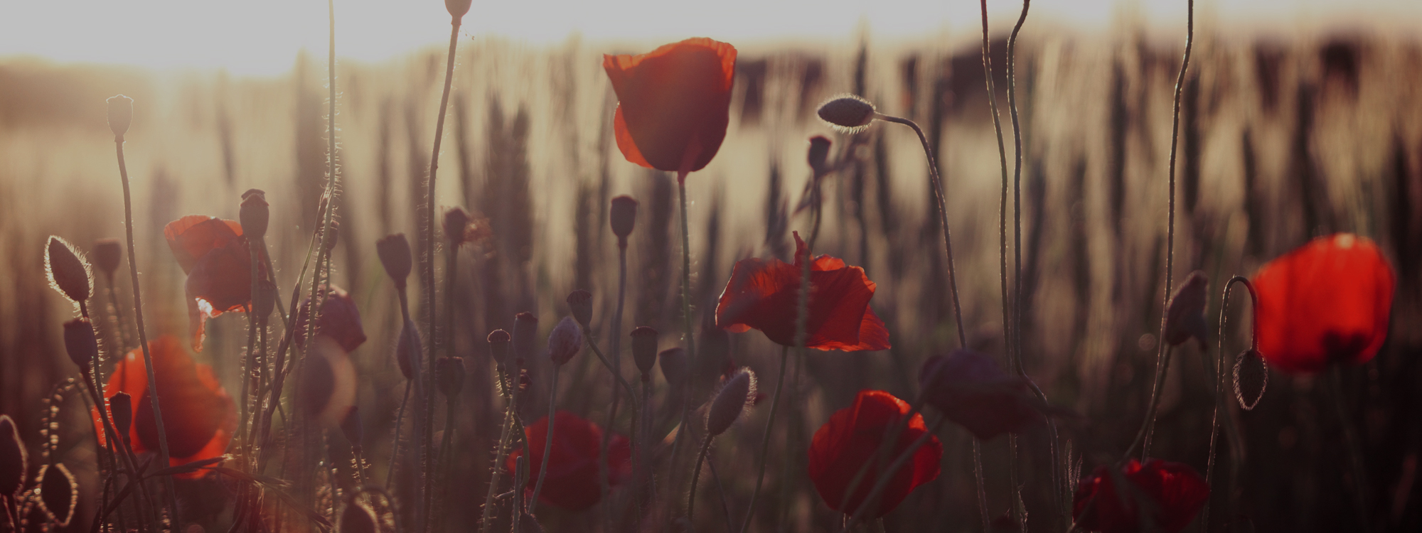Remembrance-slide-01b