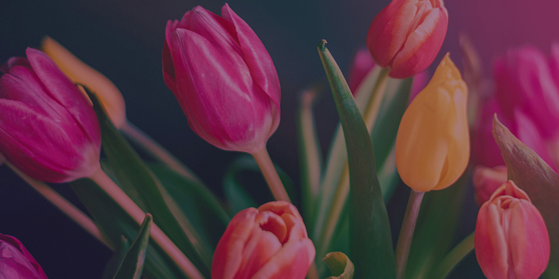 Colourful-Tulips-800x400