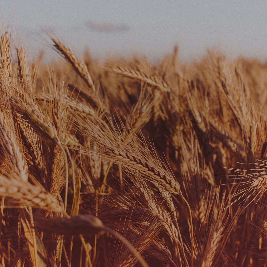 Harvest-image-1080px-02a