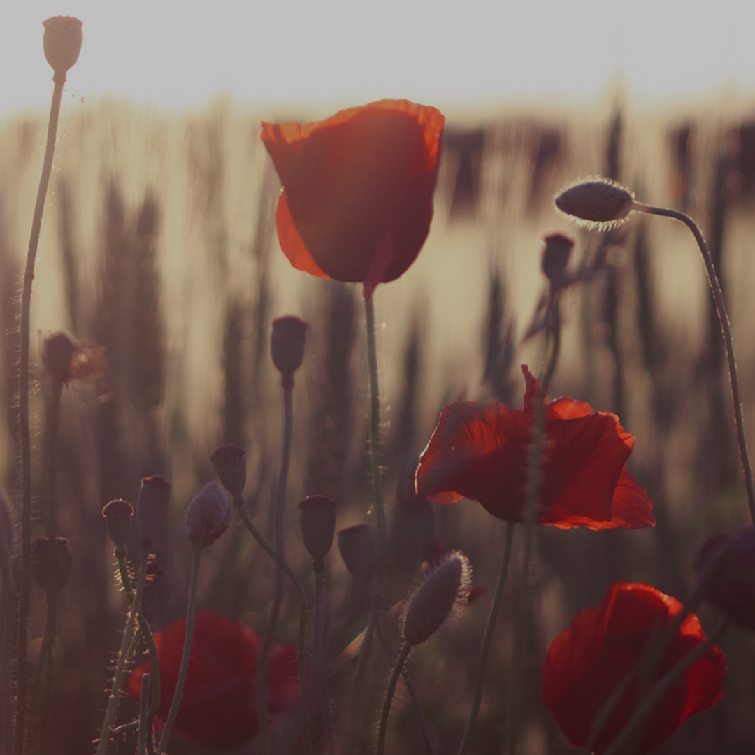 Remembrance-Social-Media-1080p